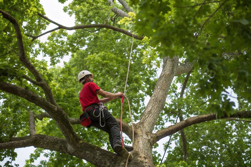 A tree climber in a red shirt roped high in a leafy green crown