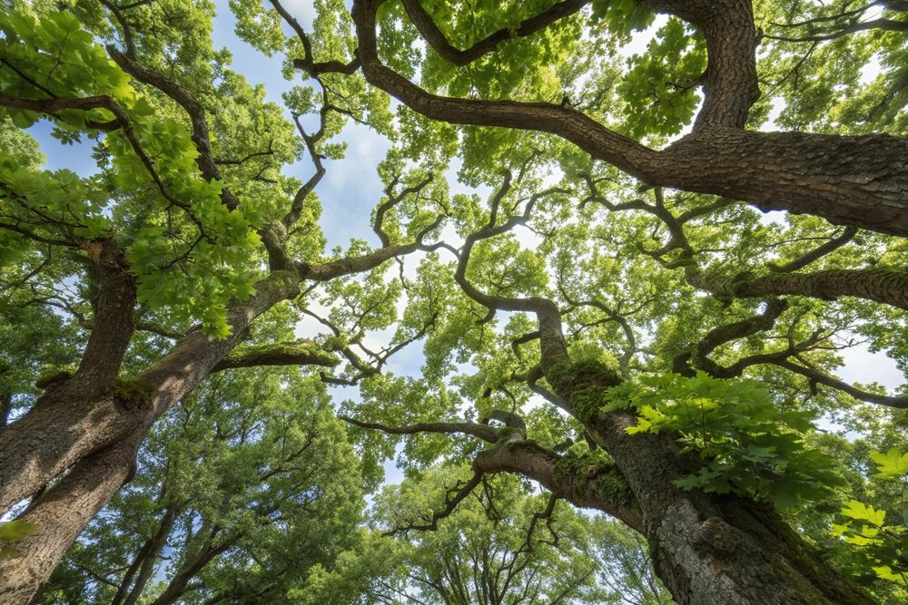 Looking up into a freshly pruned oak canopy with blue sky showing through